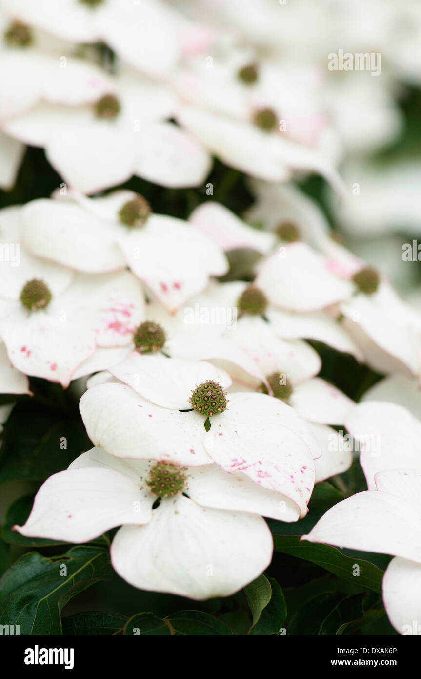 Fioritura sanguinello, Cornus kousa fiori. Foto Stock