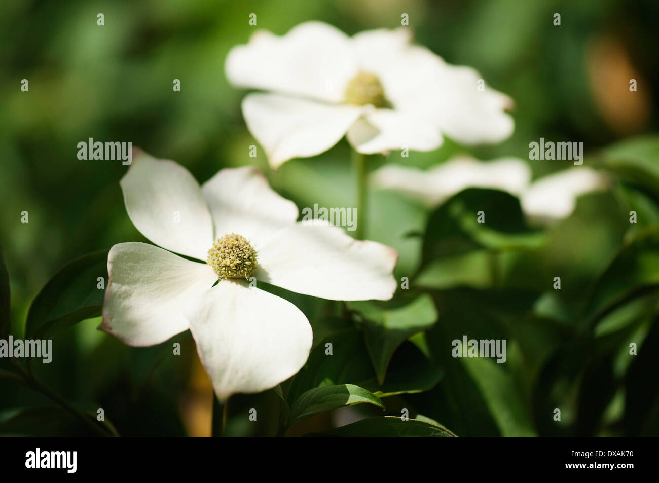 Fioritura sanguinello, Cornus florida, vicino fino di 2 fiori in pezzata dalla luce del sole. Foto Stock