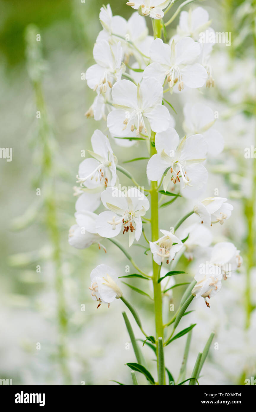 Bianco-fiorito willowherb rosebay, Chamaenerion angustifolium 'Album'. Foto Stock