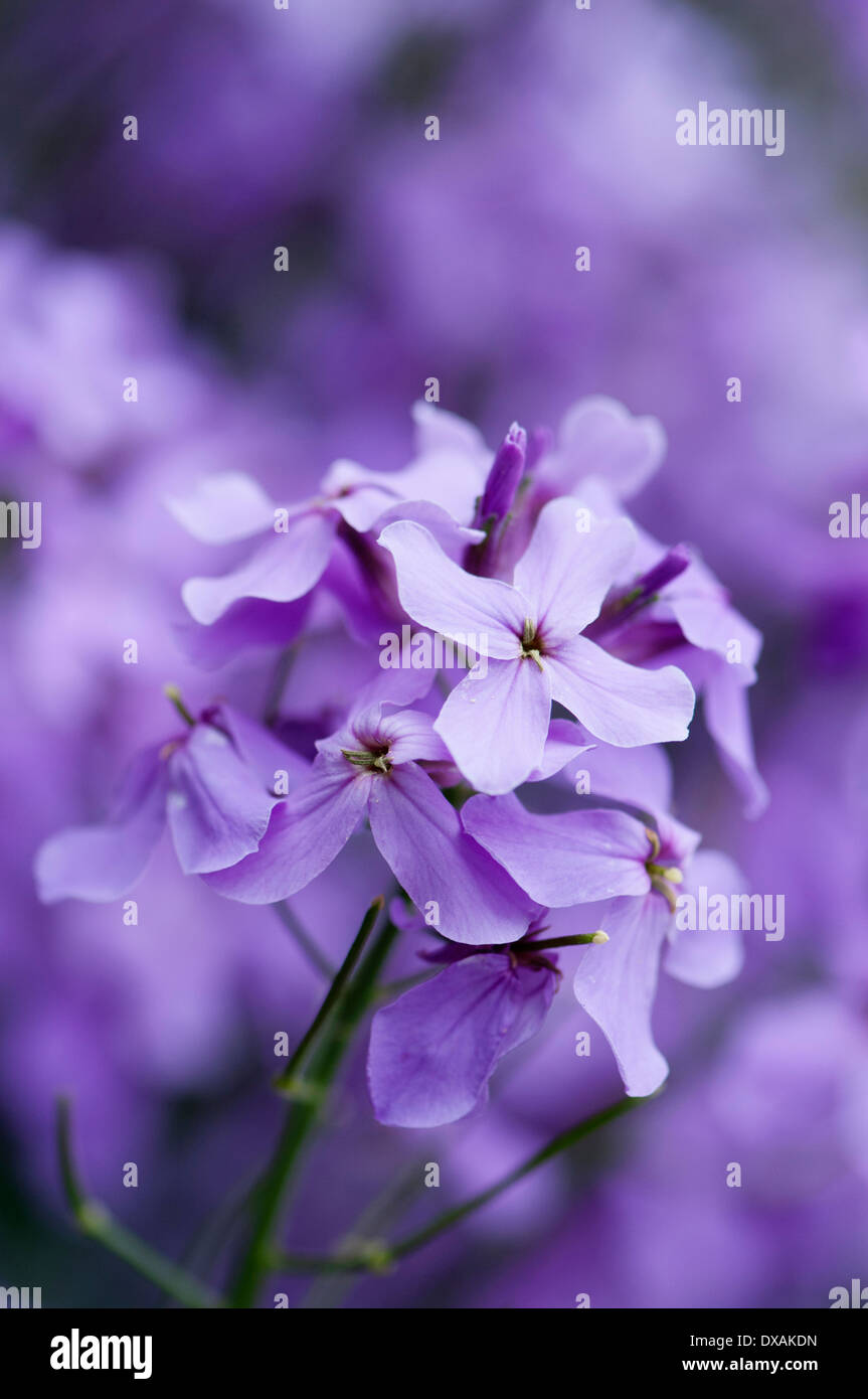 Il dolce a razzo, Hesperis matronalis fiore. Foto Stock