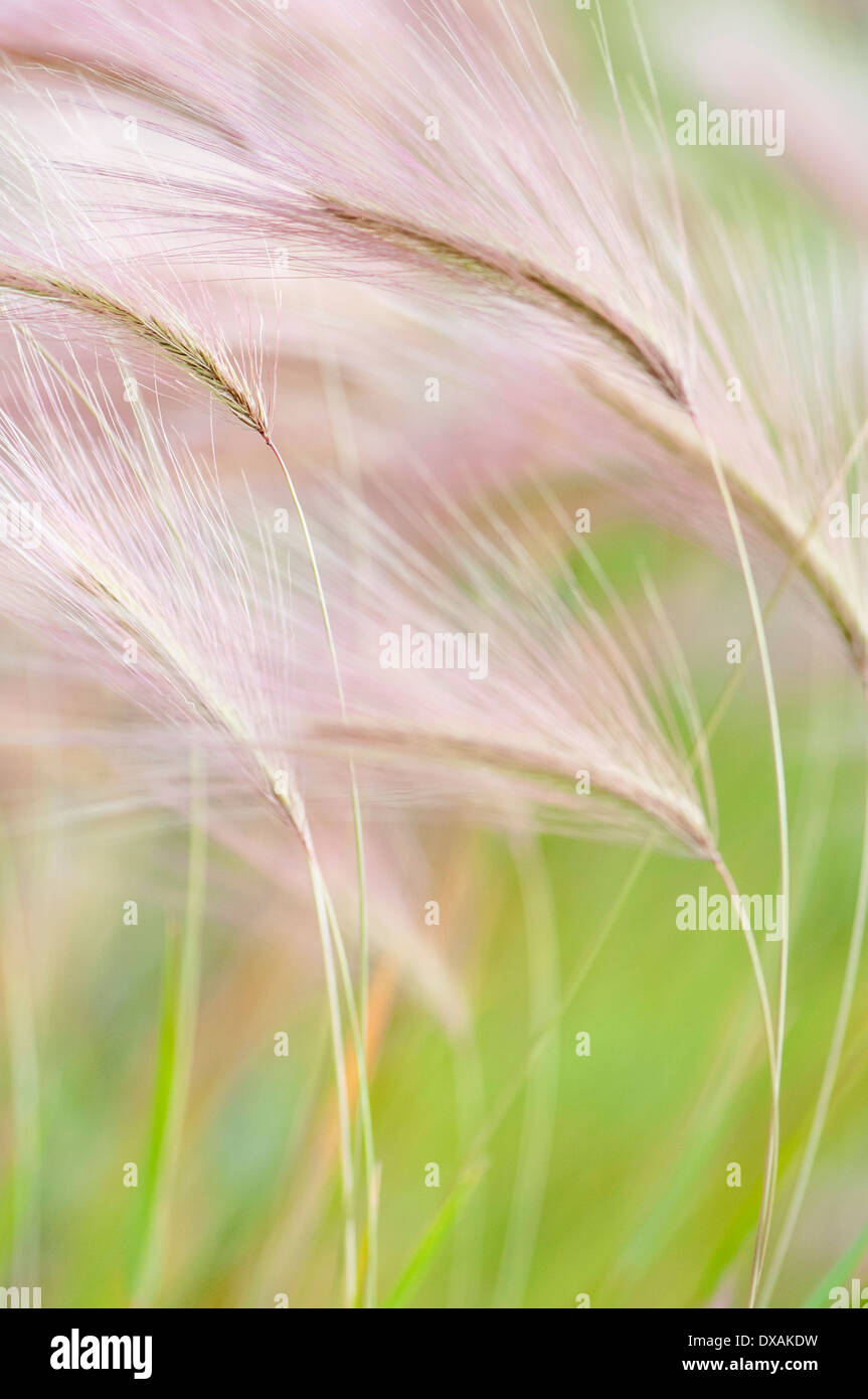 Coda di volpe di orzo, scoiattolo erba di coda, Hordeum jubatum feathery le teste dei fiori. Foto Stock
