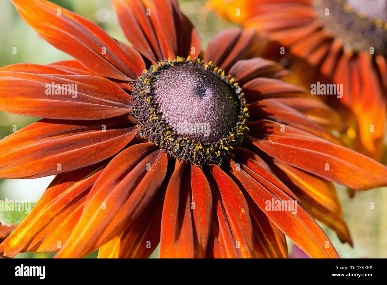 Black-eyed Susan, Rudbeckia hirta 'Moreno', arancione tingono mahogony fiore che mostra l'anello di stami gialli attorno al cono nero. Foto Stock