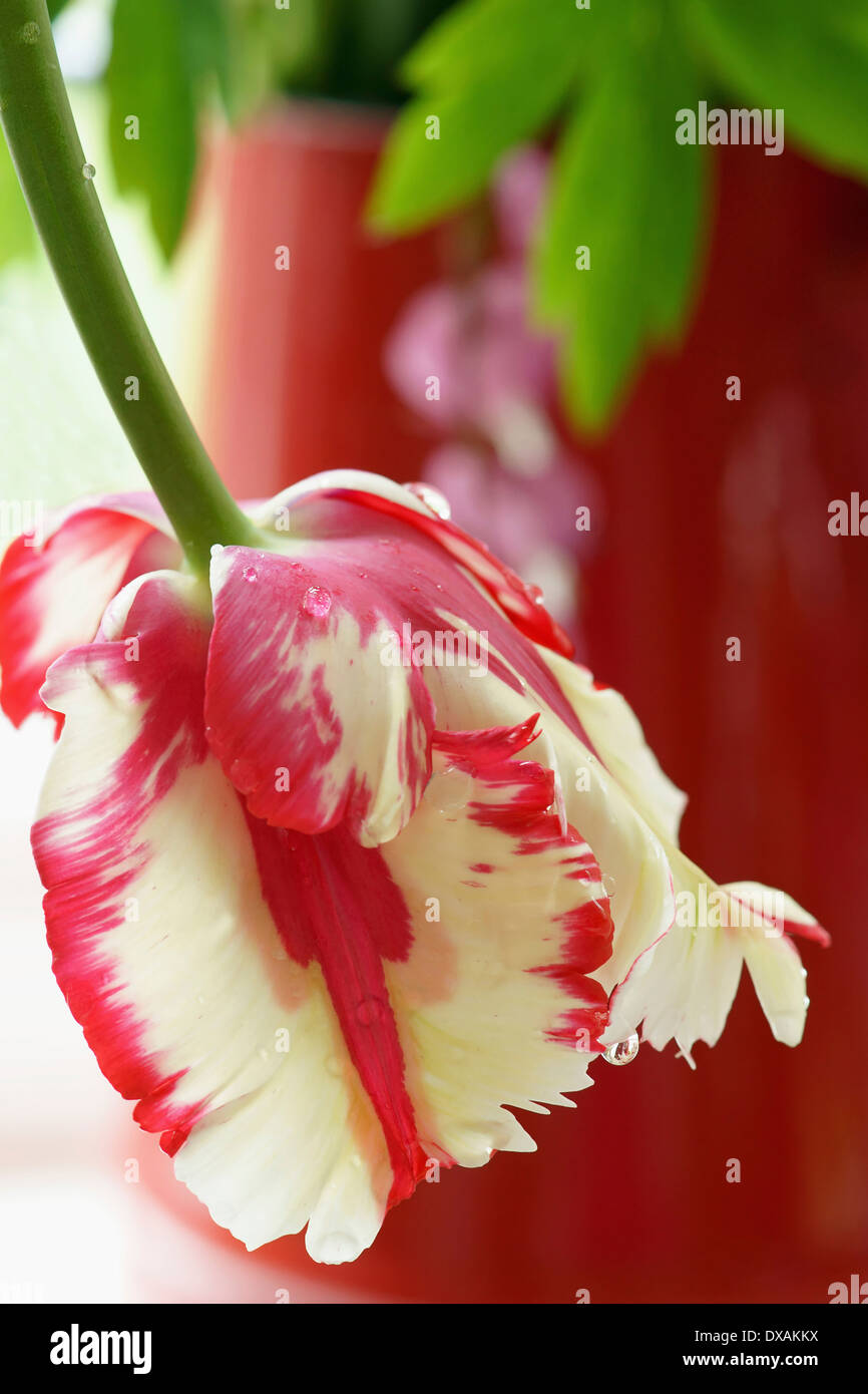 Parrot tulip, Tulipa 'Estella Rynveld', di colore rosso e bianco sfrangiato fiore sospeso verso il basso da un vaso rosso. Foto Stock