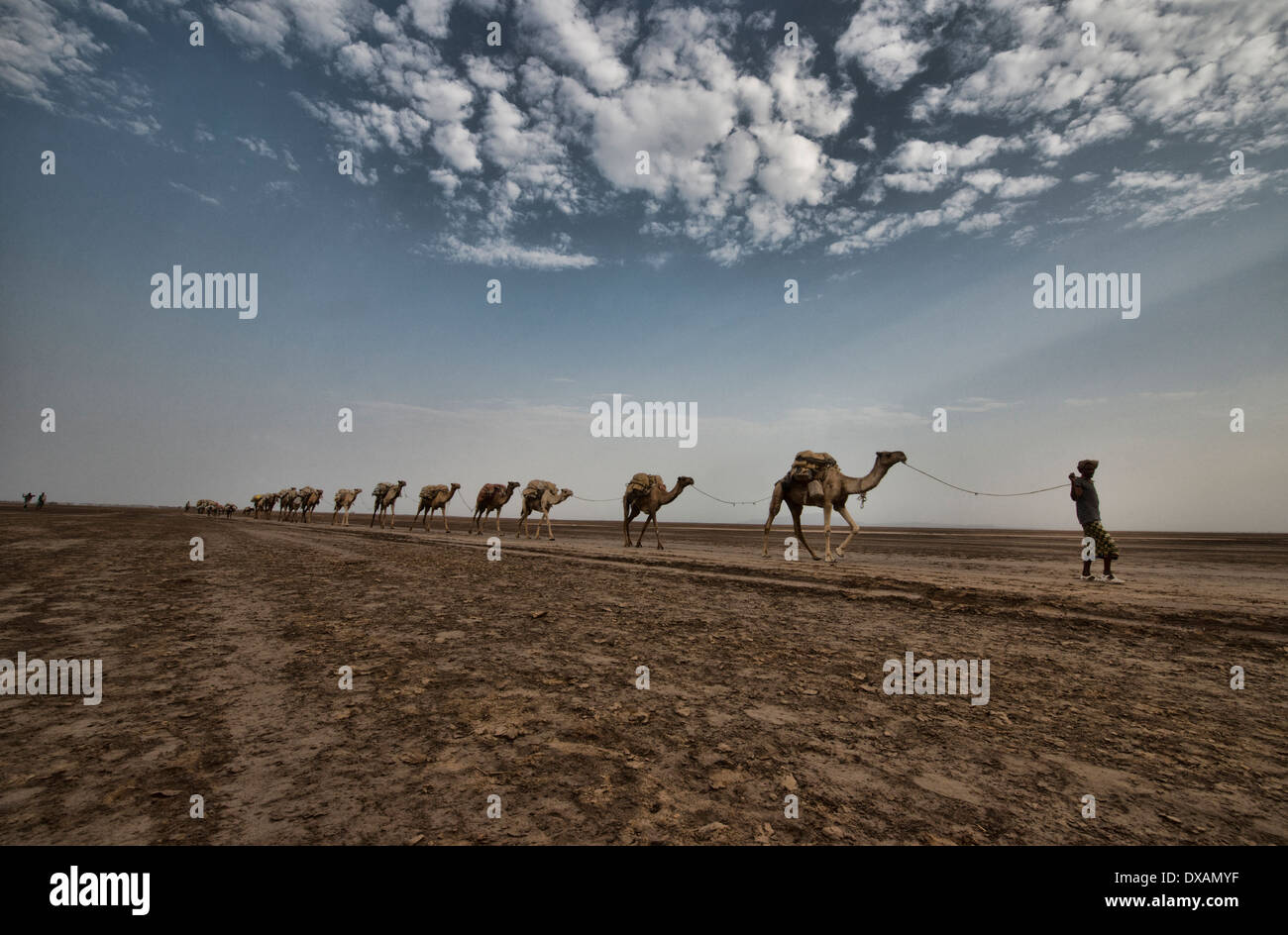 Carovane di cammelli che trasportano il sale attraverso il deserto del Danakil depressione, Etiopia Foto Stock