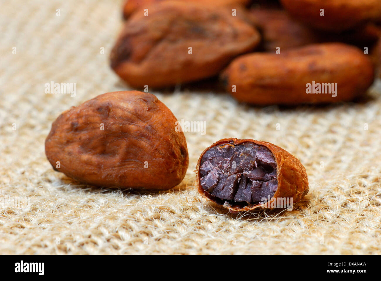 Fave di cacao Foto Stock