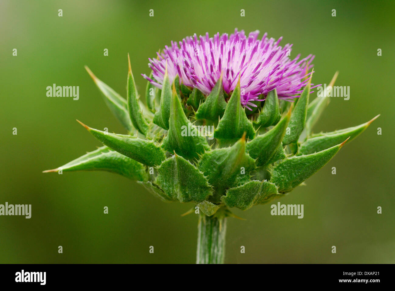 Cardo Mariano Foto Stock