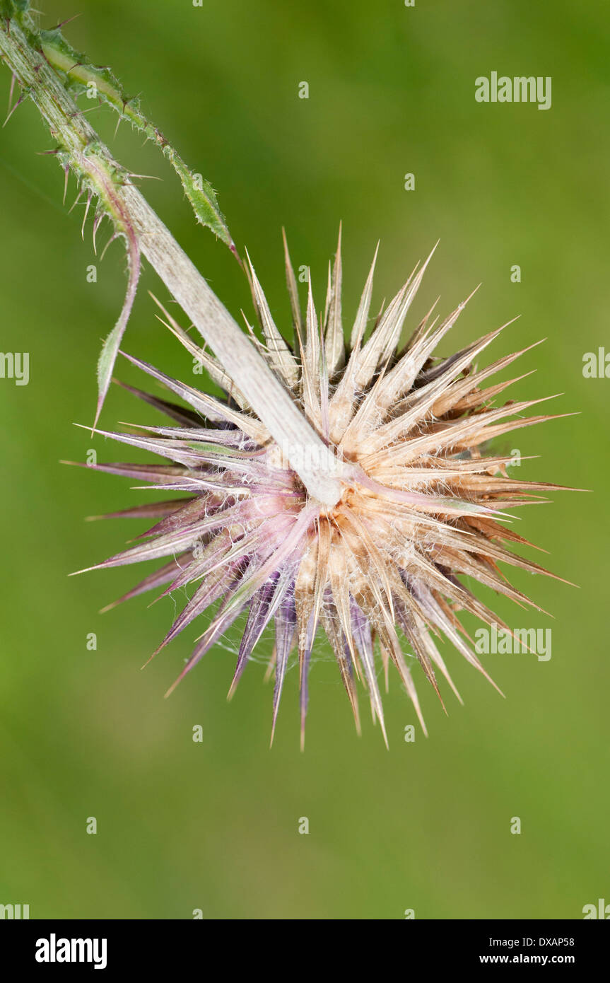 Musk thistle, Carduus nutans, impulso breve flowerhead visto da dietro. Foto Stock