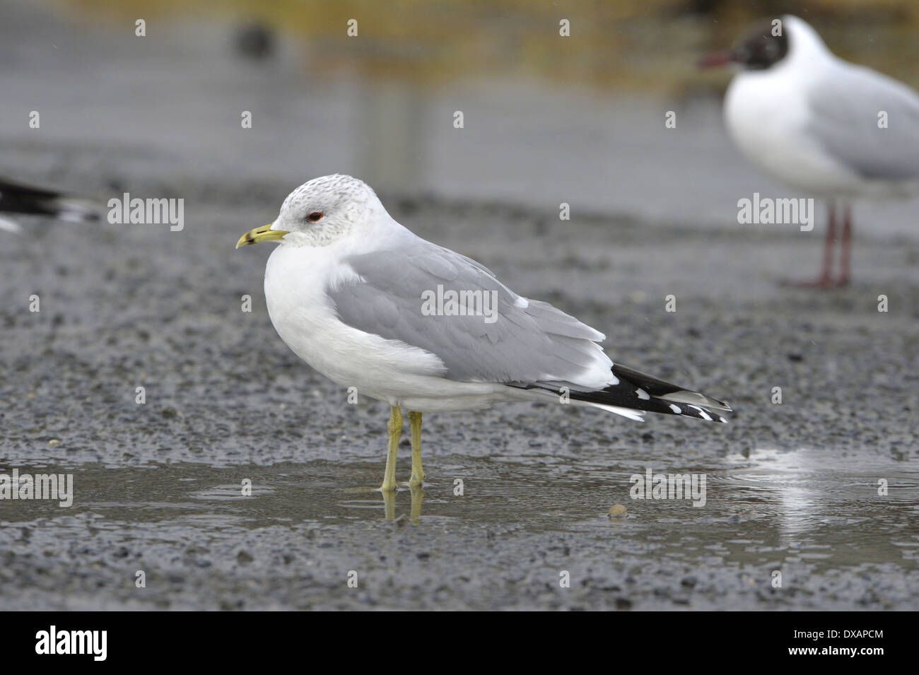 Gabbiano comune Larus canus - Inverno adulto. Foto Stock