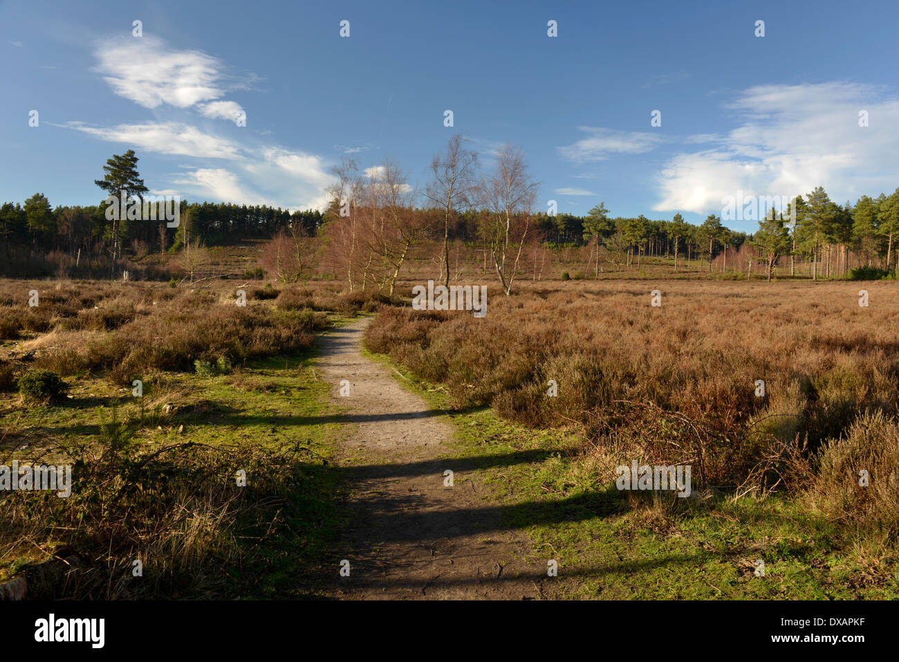 Farnham Heath RSPB Riserva Naturale Surrey Foto Stock