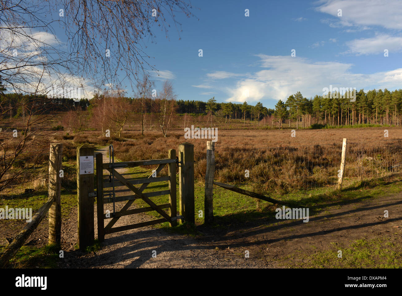 Farnham Heath RSPB Riserva Naturale Surrey Foto Stock