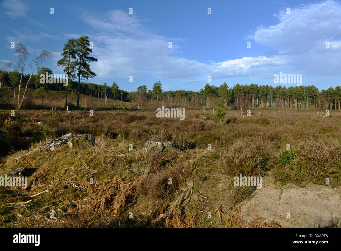 Farnham Heath RSPB Riserva Naturale Surrey Foto Stock