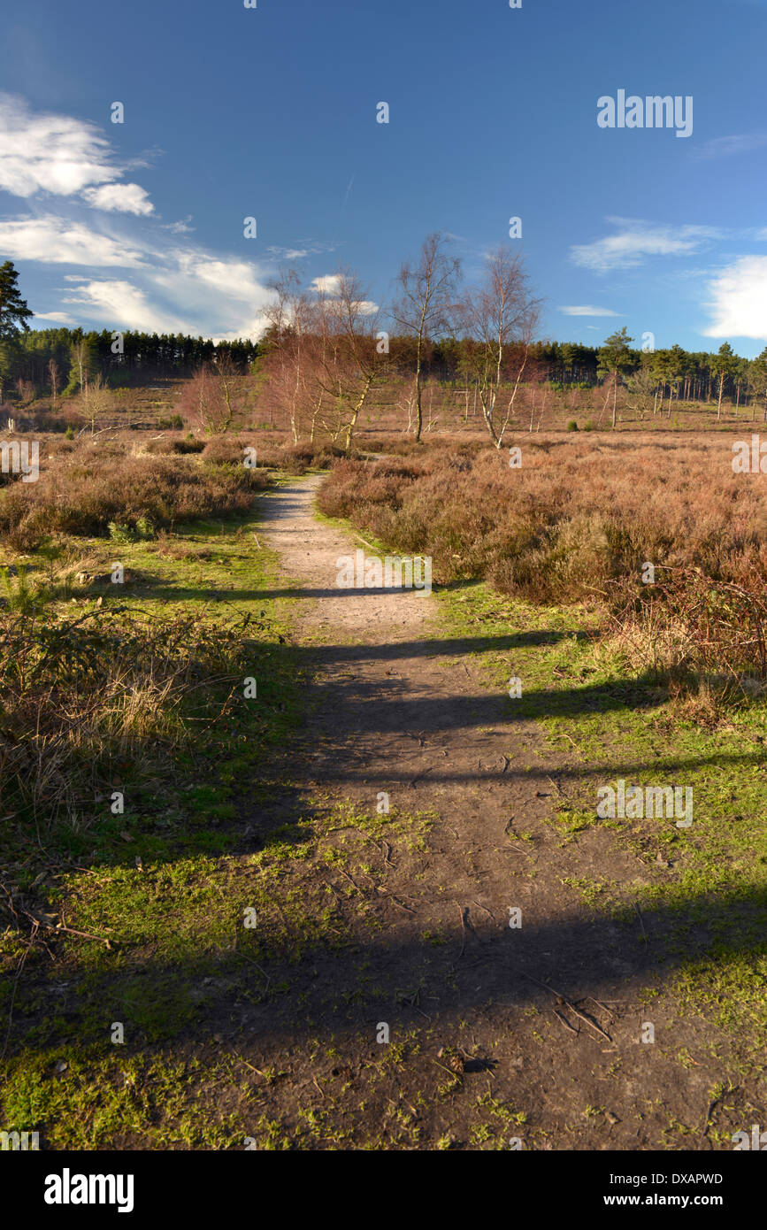 Farnham Heath RSPB Riserva Naturale Surrey Foto Stock