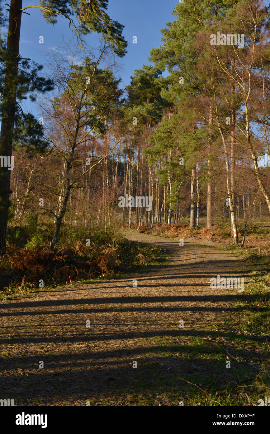 Farnham Heath RSPB Riserva Naturale Surrey Foto Stock