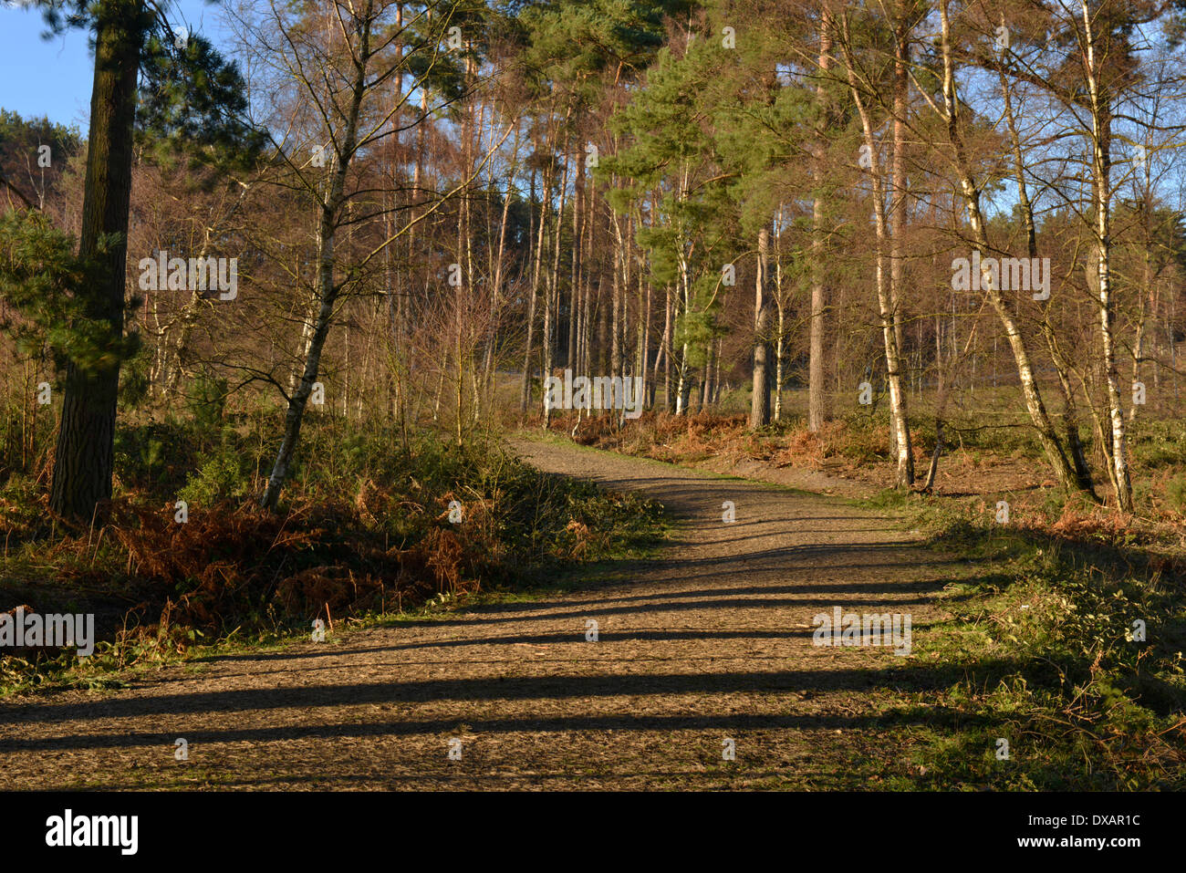 Farnham Heath RSPB Riserva Naturale Surrey Foto Stock