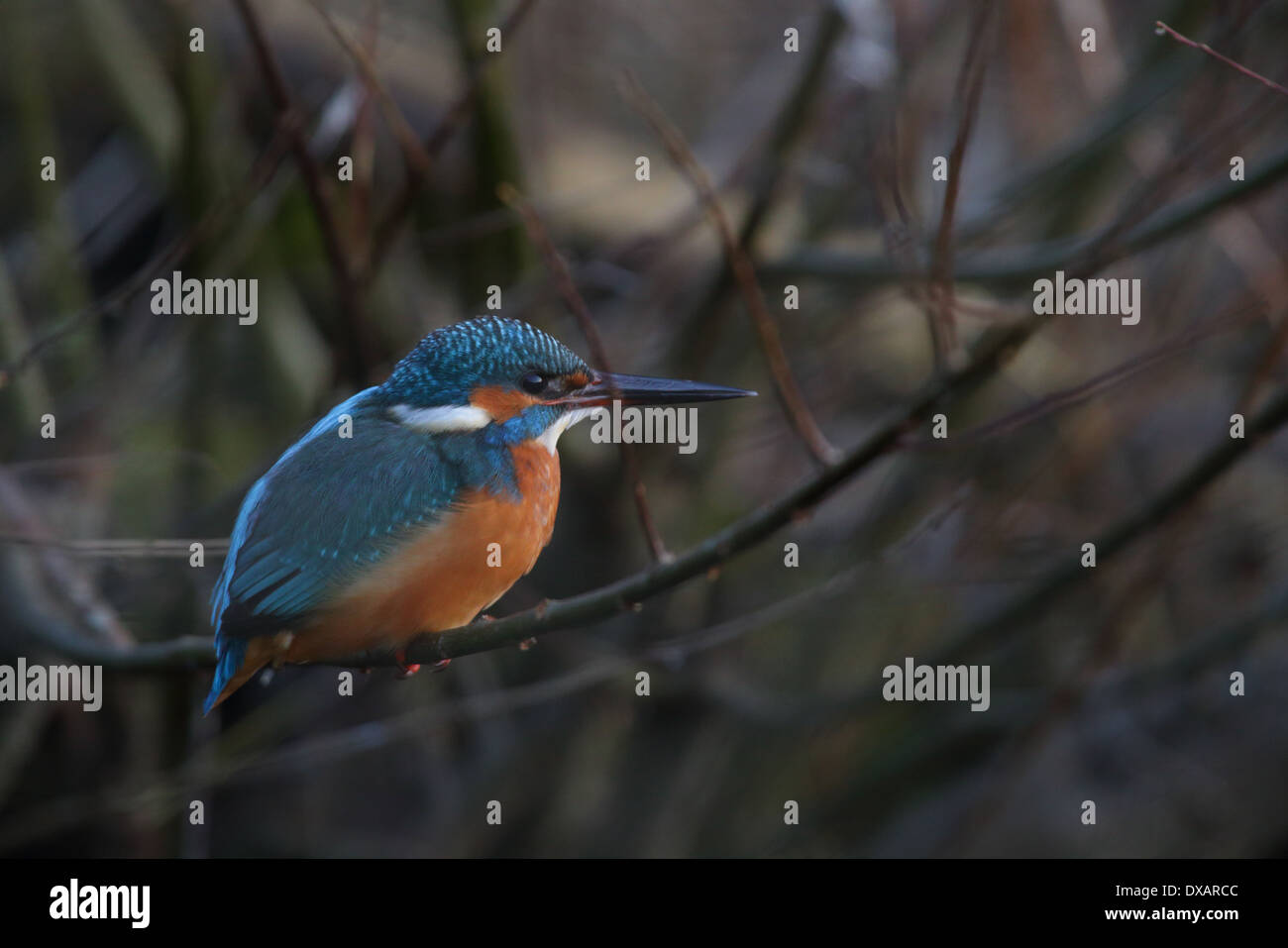 Kingfisher (Alcedo atthis) Foto Stock