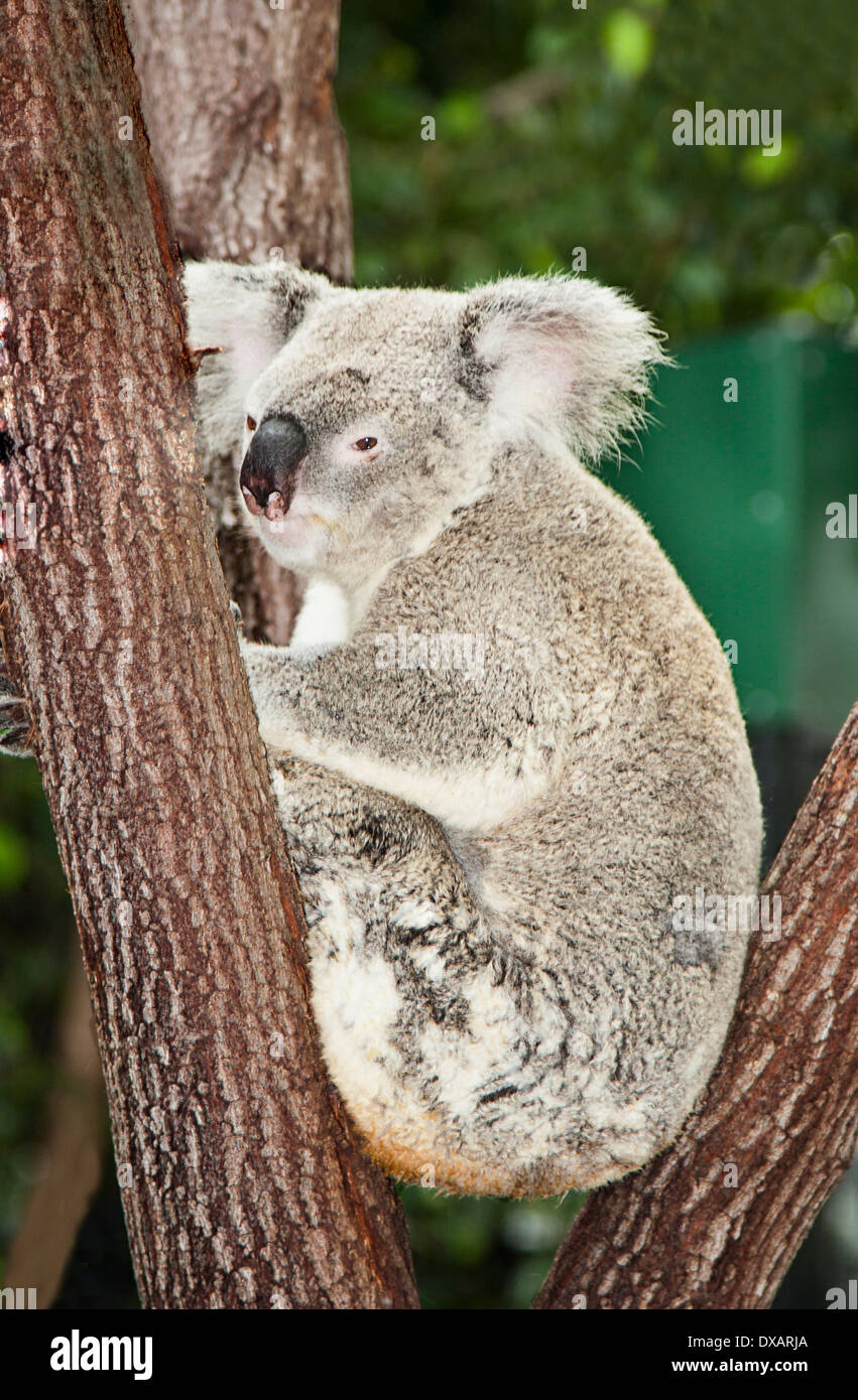 Un grazioso Koala giovane seduto in una struttura ad albero Foto Stock