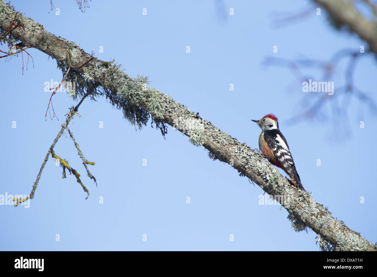 Medio macchie Picchio (Dendrocopos medius), Europa Foto Stock