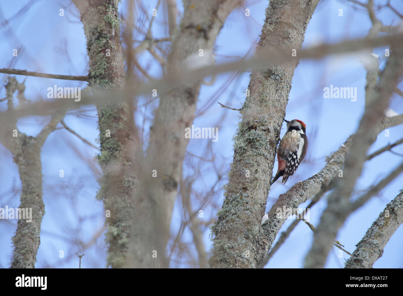 Medio macchie Picchio (Dendrocopos medius), Europa Foto Stock