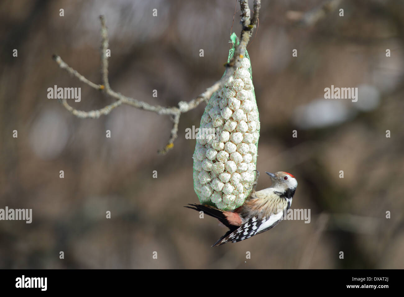 Medio macchie Picchio (Dendrocopos medius) Foto Stock