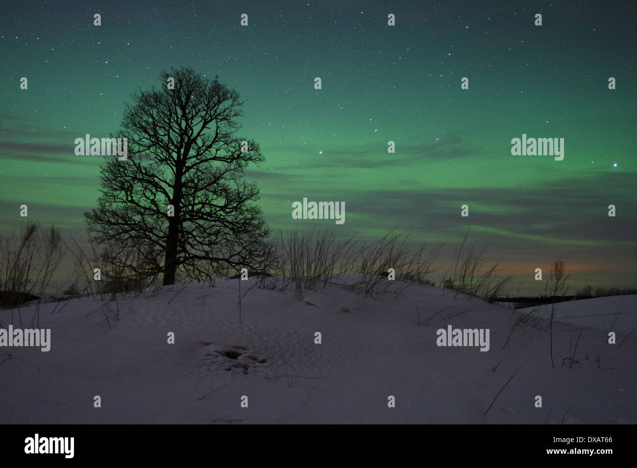 Albero con luci del nord (Aurora Boreale nel cielo. Foto Stock