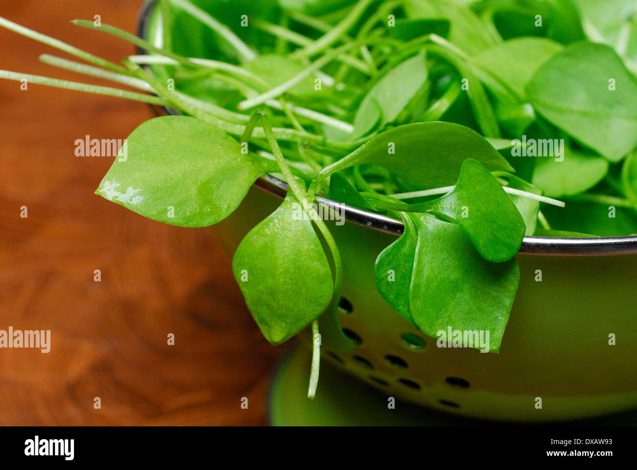 Purslane comune Foto Stock