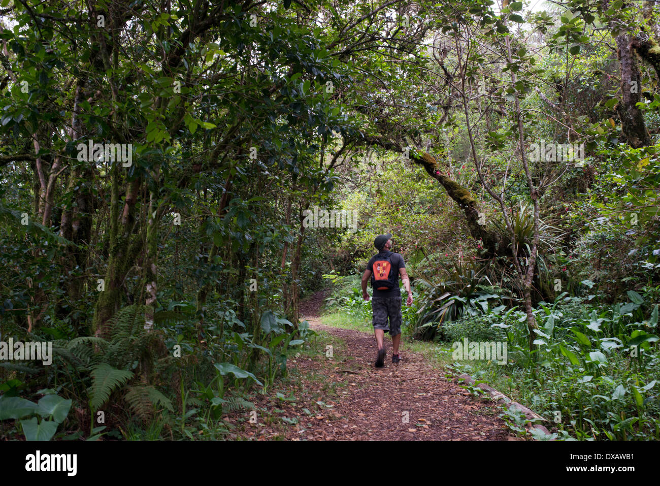 Trekking nella giungla Bélouve primario foresta. Questa è la foresta primaria con la flora è simile al Madagascar, Africa orientale Foto Stock
