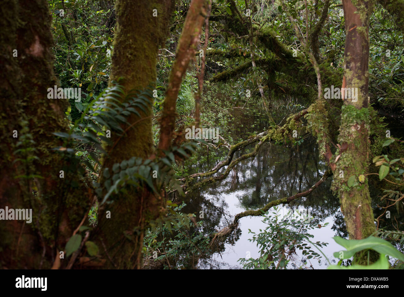 Foresta di Bélouve foresta. La foresta di Bélouve conduce la parte superiore dell'isola di Reunion, un dipartimento francese d' oltremare dell India Foto Stock