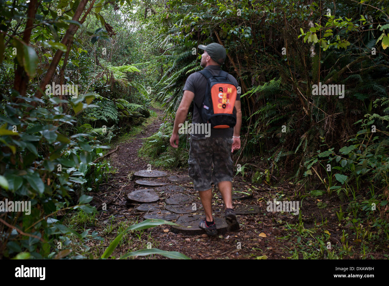 Trekking nella giungla Bélouve primario foresta. Questa è la foresta primaria con la flora è simile al Madagascar, Africa orientale Foto Stock