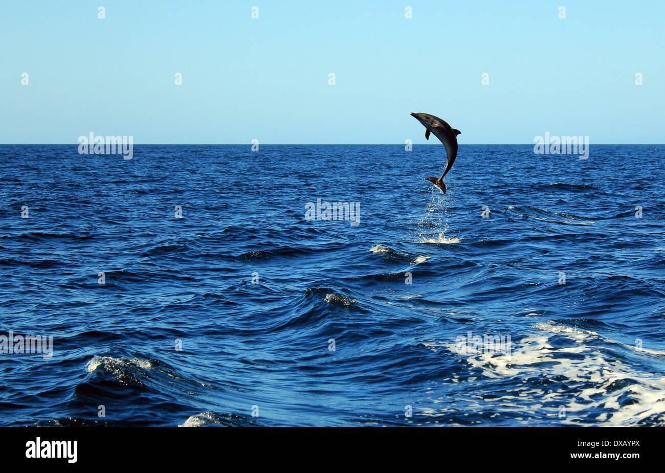 Comune di delfini Bottlenose (Tursiops truncatus) prendendo un grande salto fuori dall'acqua, isole Catalina, Costa Rica Foto Stock