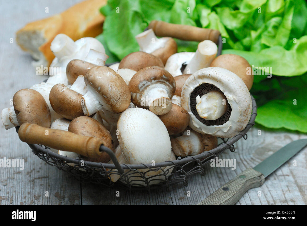 Pulsante coltivati Funghi Foto Stock