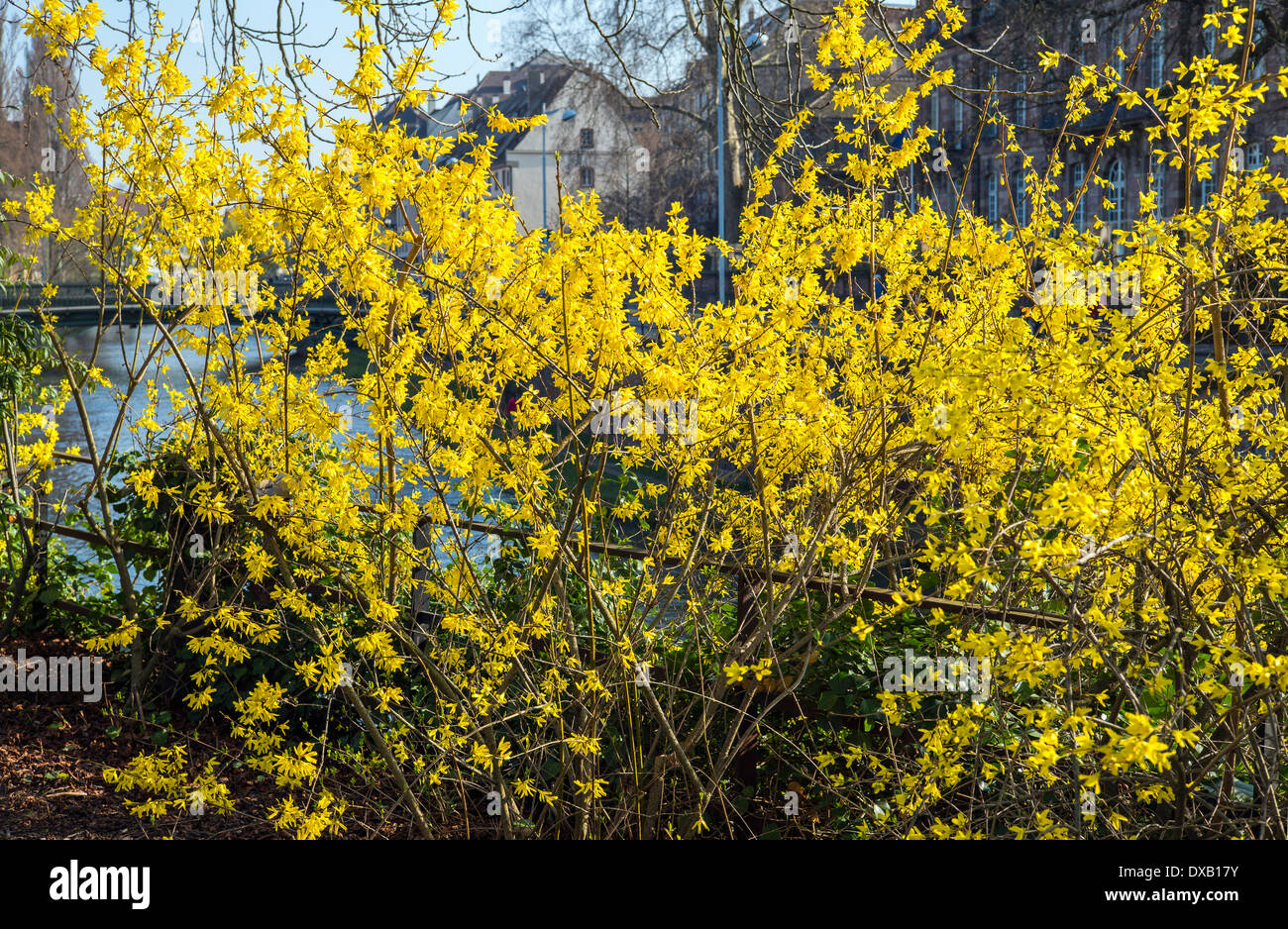 Coltivazione di fioritura in primavera a Strasburgo Alsace Francia Foto Stock