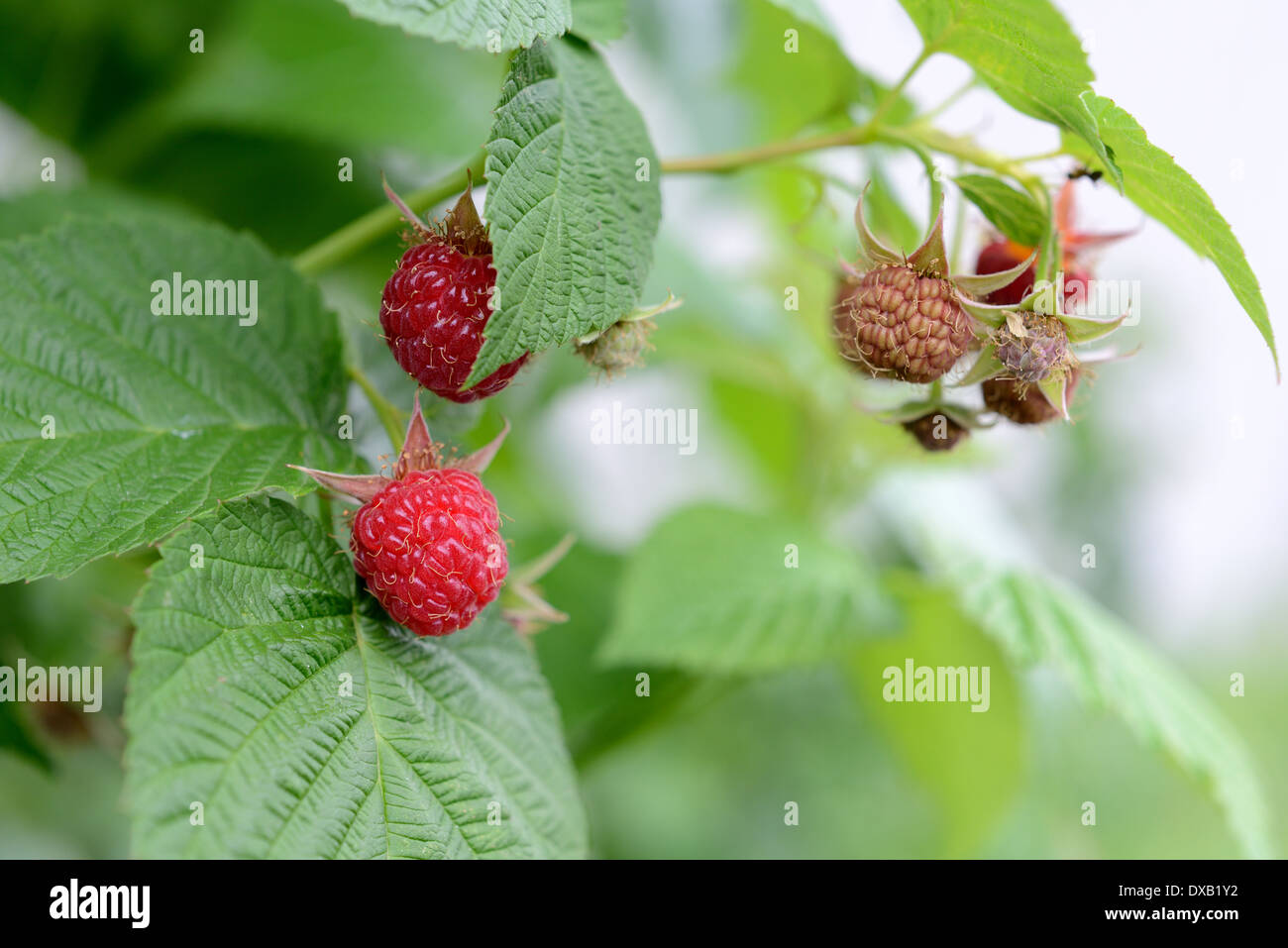 Lamponi maturazione nel giardino Foto Stock