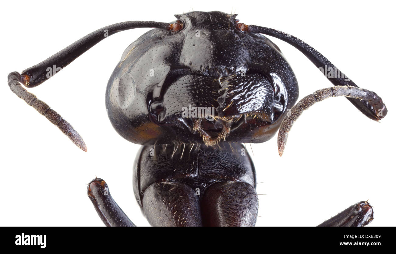 A basso ingrandimento di scala di Black Ant intaglio Foto Stock