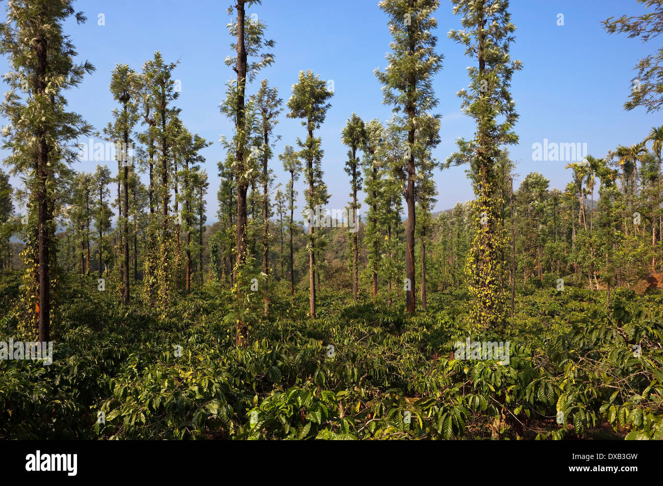 Piantagione di caffè con pepe piante che crescono su seta alberi di quercia nel paesaggio fertile di Wayanad in Kerala, nell India meridionale Foto Stock