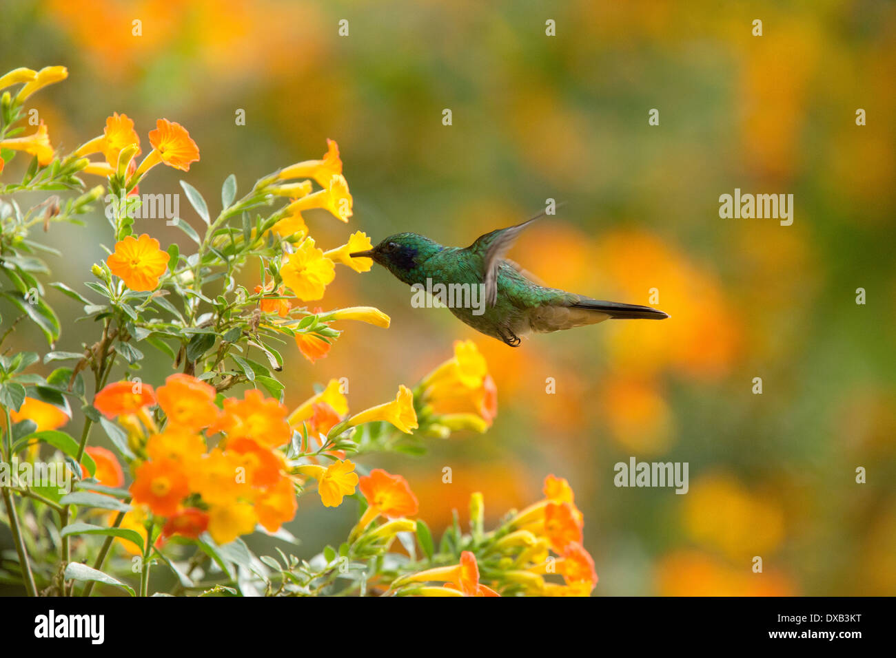 Un verde Violetear hummingbird, (Colibri thallasinus) alimentare il nettare dai fiori Santa Marta Colombia. Foto Stock
