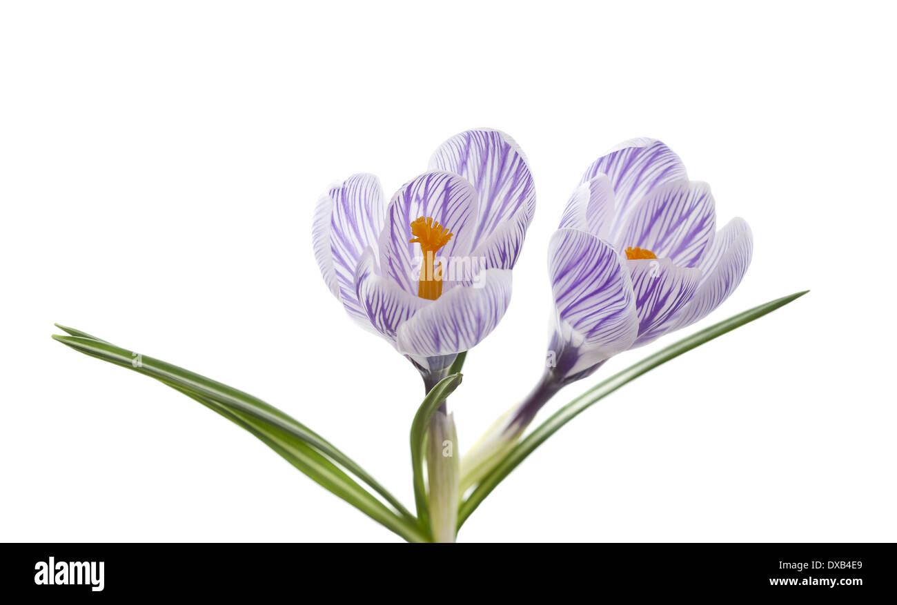 Viola Crocus fiori isolati su sfondo bianco Foto Stock