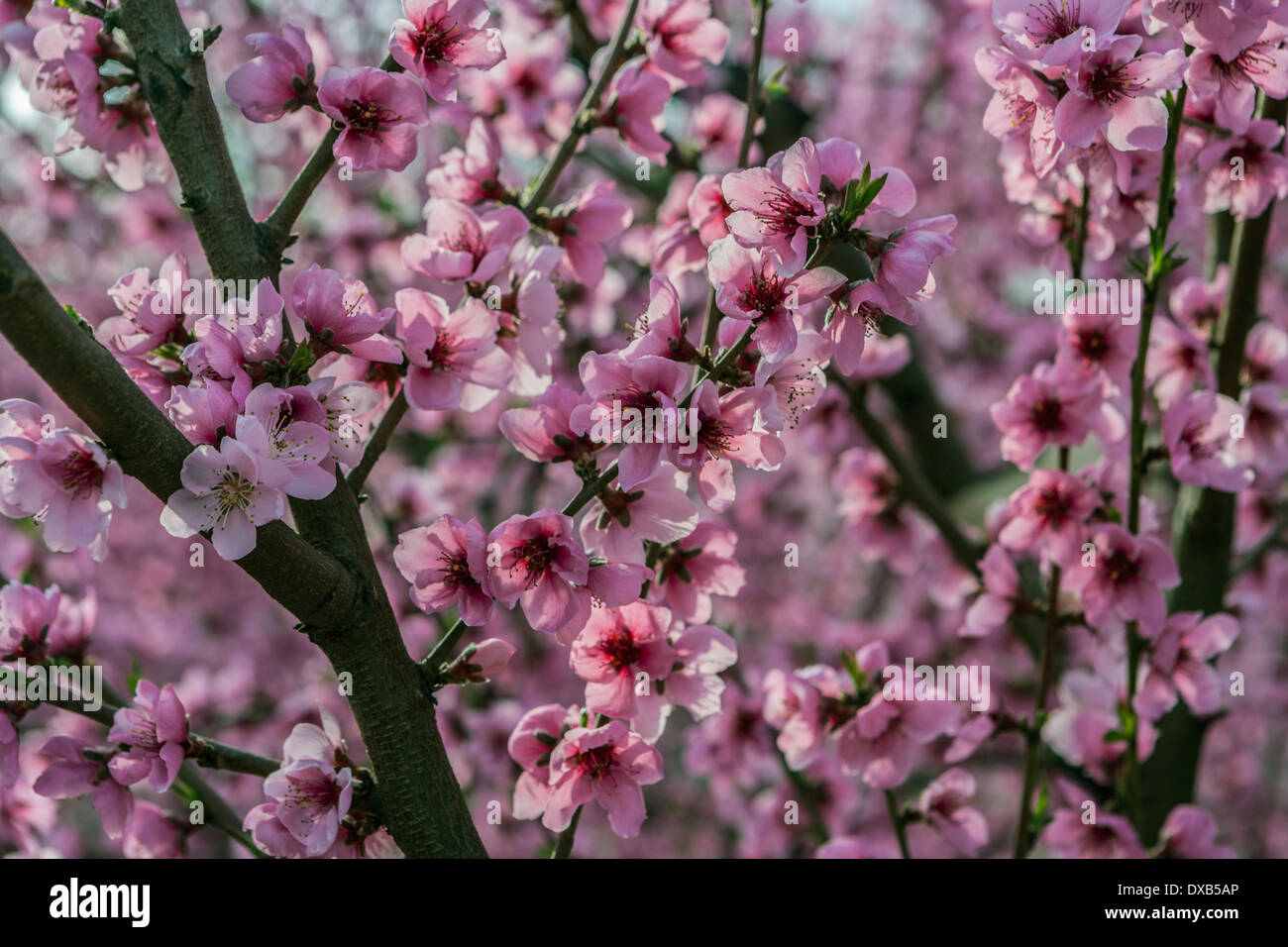 Un campo di pesche noci con fiori in primavera. Foto Stock