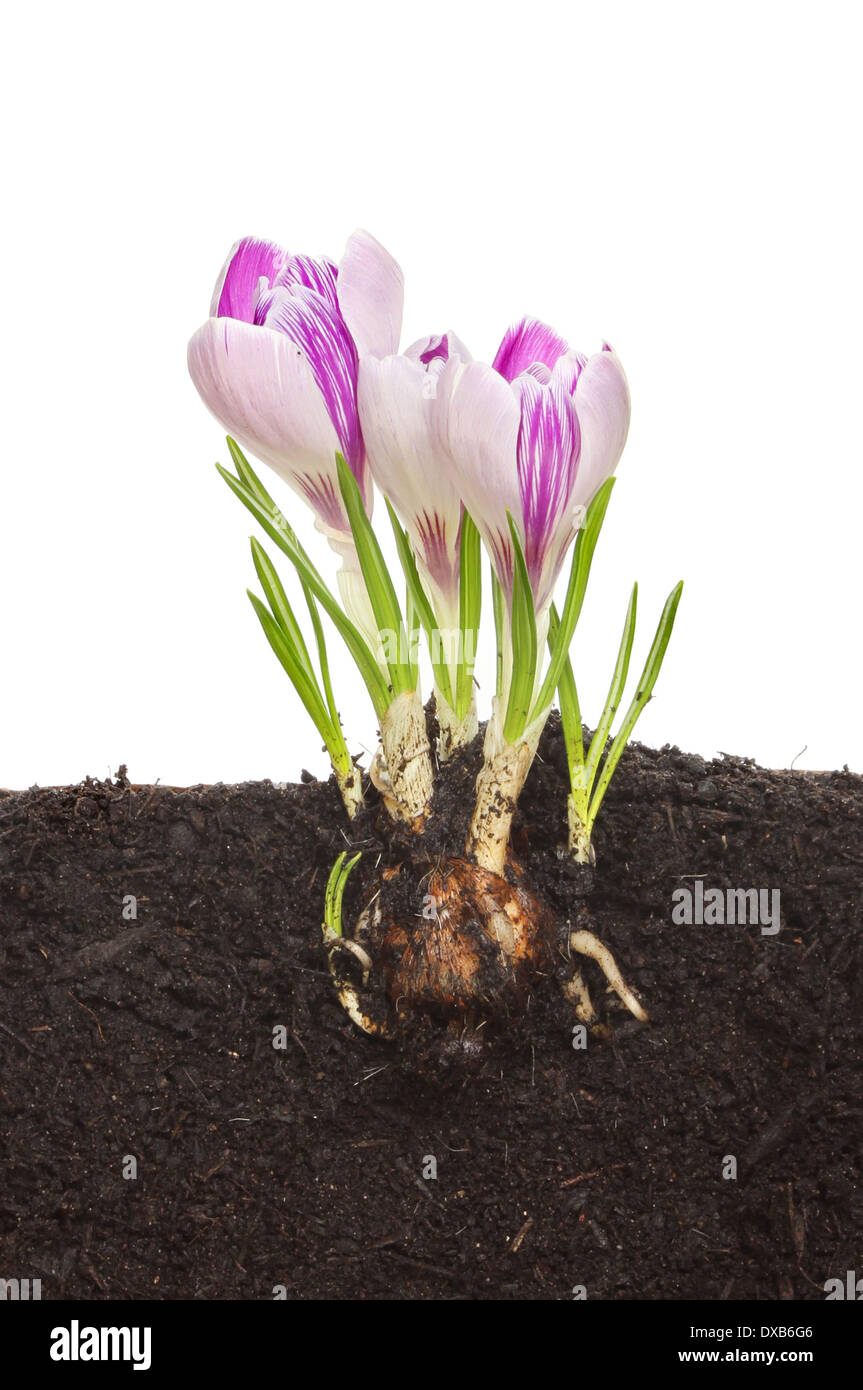 La sezione attraverso il suolo che mostra un crocus lampadina, radici, germogli e fiori Foto Stock
