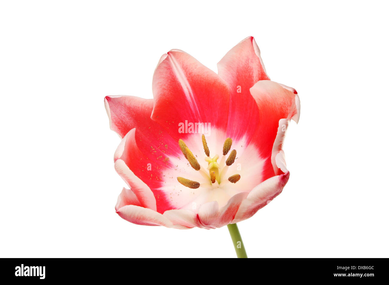 Vista sul centro di un rosso tulip flower isolata contro bianco Foto Stock