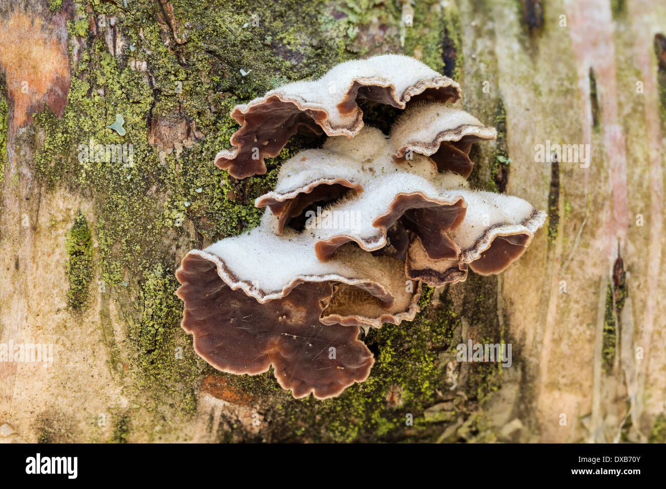 Chondrostereum purpureum fungo Foto Stock