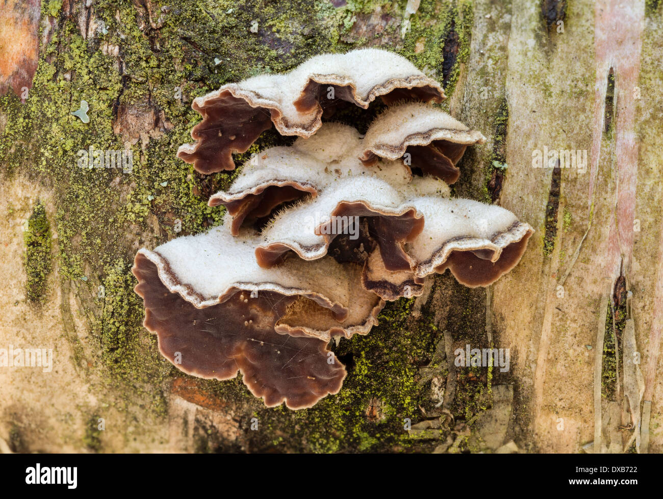 Chondrostereum purpureum fungo Foto Stock