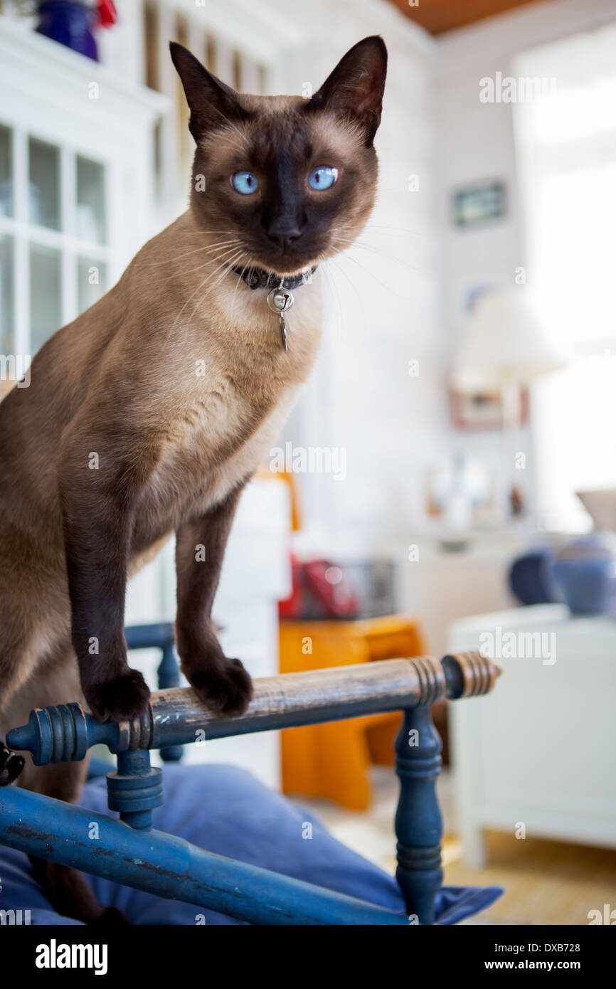 Casa siamese gatto appollaiato su una sedia nel luminoso interno domestico guardando la fotocamera. Foto Stock
