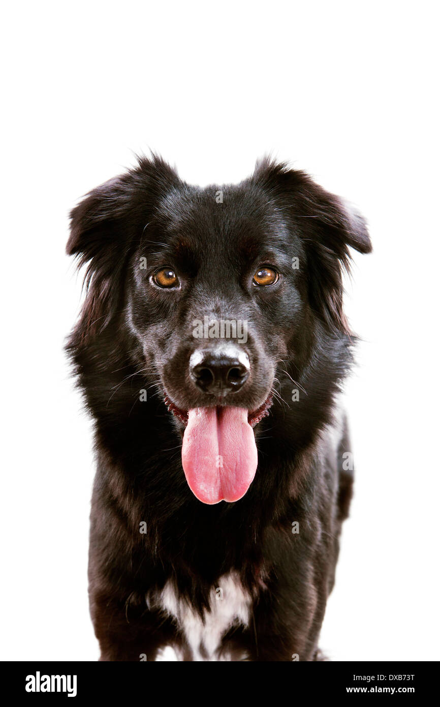 Ritratto in studio di un nero, soffici cane sorridente in telecamera con la lingua di fuori. Foto Stock