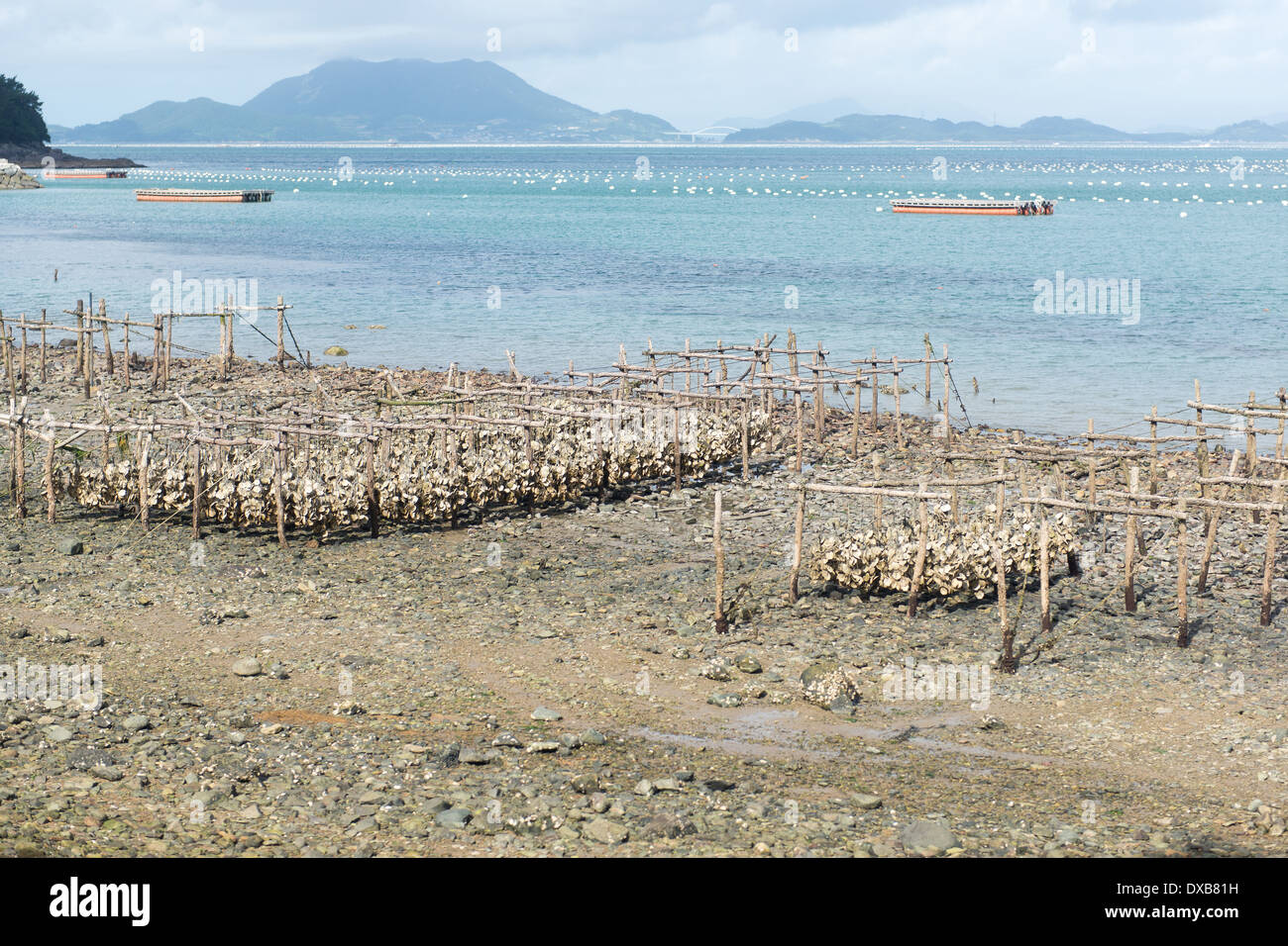 Aqua agricoltura in yeosu, corea del sud con la produzione di ostriche nella zona di marea in primo piano e lungo le linee in background Foto Stock