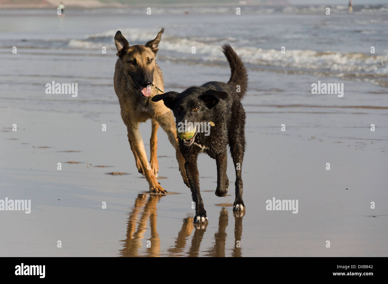 Due cani avente il tempo della loro vita Rincorrere palle sulla spiaggia di St api, Cumbria, Inghilterra in un assolato pomeriggio di primavera Foto Stock
