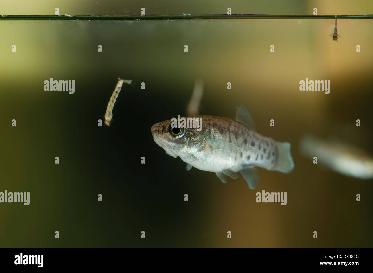Aphanius iberus, mediterraneo indigeni zanzara-mangiare pesce in via di estinzione mediante introduzione di specie statunitensi Gambusia attaccando larva Foto Stock