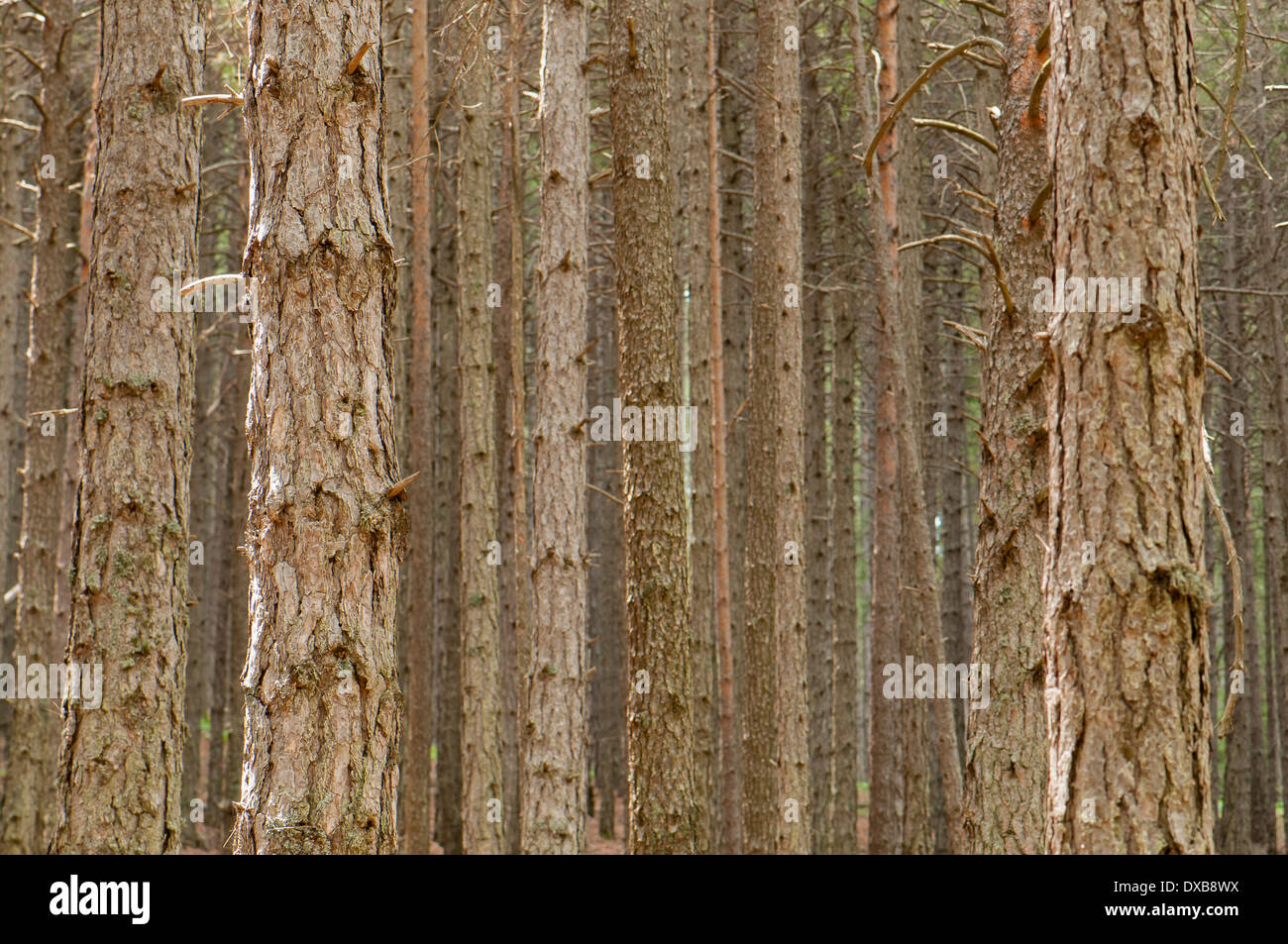Prospettiva-vista compressa di un bosco di pino silvestre, Spagna Foto Stock