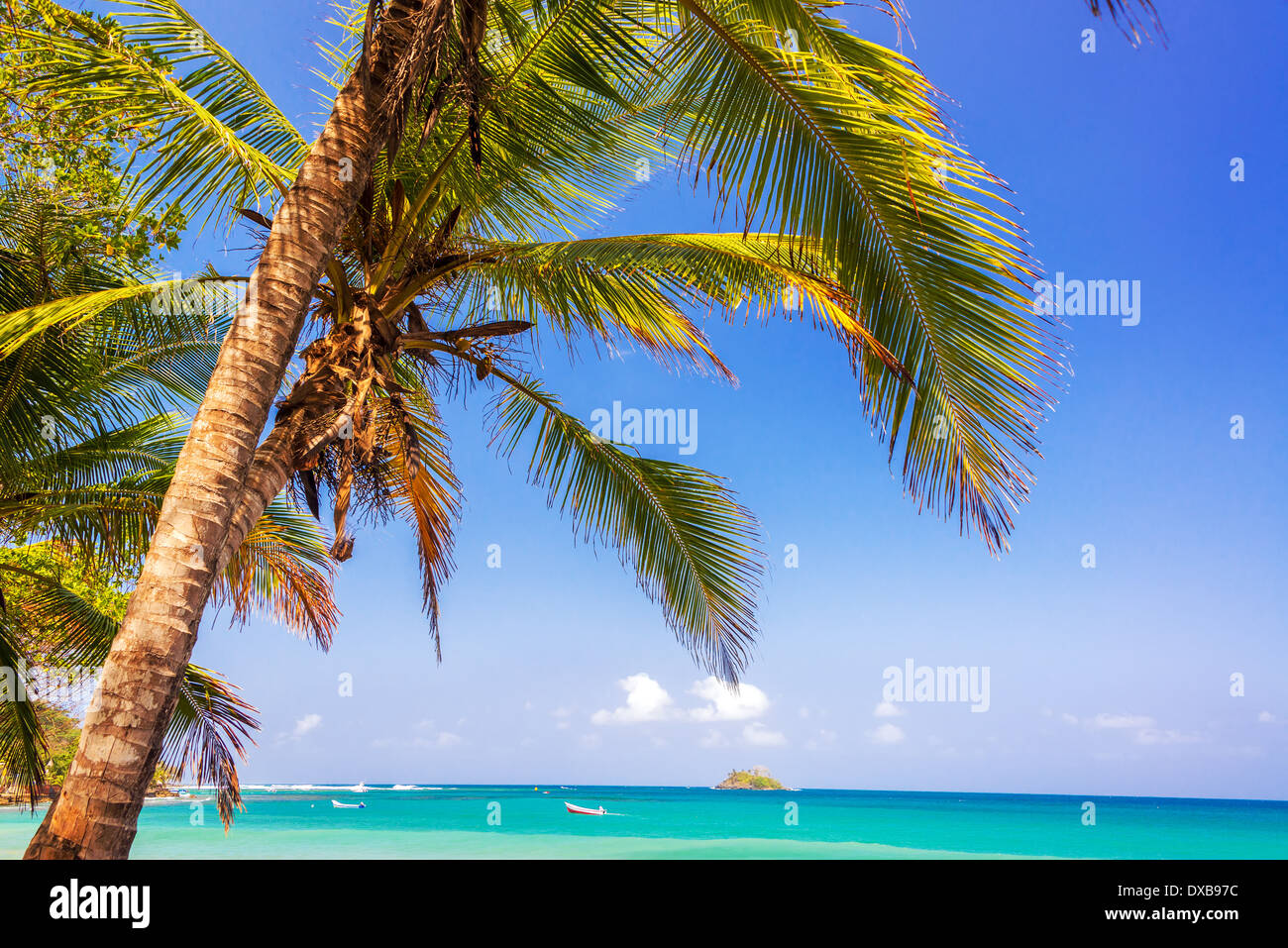 Vista di un albero di palma e il blu e il turchese del Mare dei Caraibi all'orizzonte in Capurgana, Colombia Foto Stock