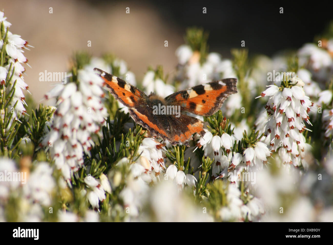 Red admiral butterfly Foto Stock