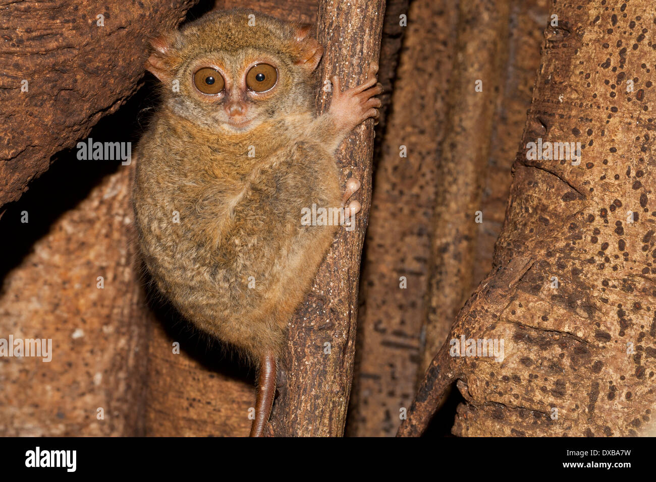 Spectral Tarsier, Tarsius tarsier, Tangkoko Naitonal Park, Sulawesi Indonesia Foto Stock